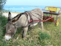 /album/sweet-et-sweety-se-marient-/a61856529-jpg1/