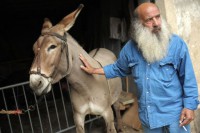 /album/sweet-et-sweety-se-marient-/ane-corse-jpg1/