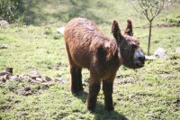 /album/sweet-et-sweety-se-marient-/ane-corseb-jpg1/