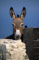 /album/sweet-et-sweety-se-marient-/anecorse-jpg1/