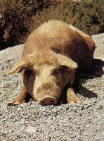 /album/sweet-et-sweety-se-marient-/corse-021-jpg1/