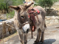 /album/sweet-et-sweety-se-marient-/montemaggioreblog26img4898-jpg1/