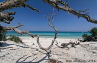 /album/sweet-et-sweety-se-marient-/plage-du-loto-corse-jpg1/
