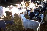 /album/sweet-et-sweety-se-marient-/sabiani-7-jpg1/